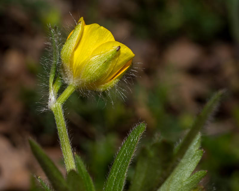 Ranunculus  cfr. bulbosus